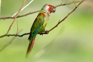 Curiosidades e como vive o Perquito de cara-suja. Ave nativa de Guaramiranga-CE